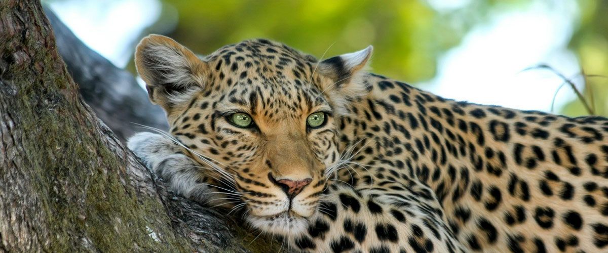 AMANIVY VOYAGES Leopard Carroussel1
